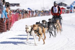 Lenk 2013